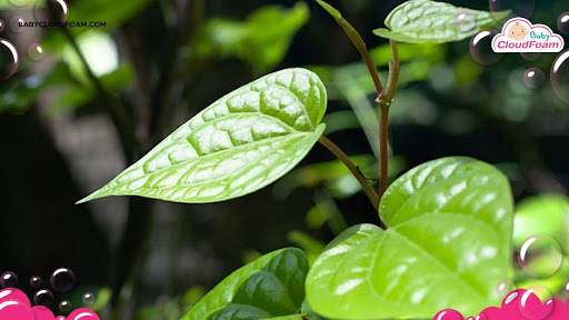 Cara menggunakan daun sirih untuk meredakan batuk pilek bayi