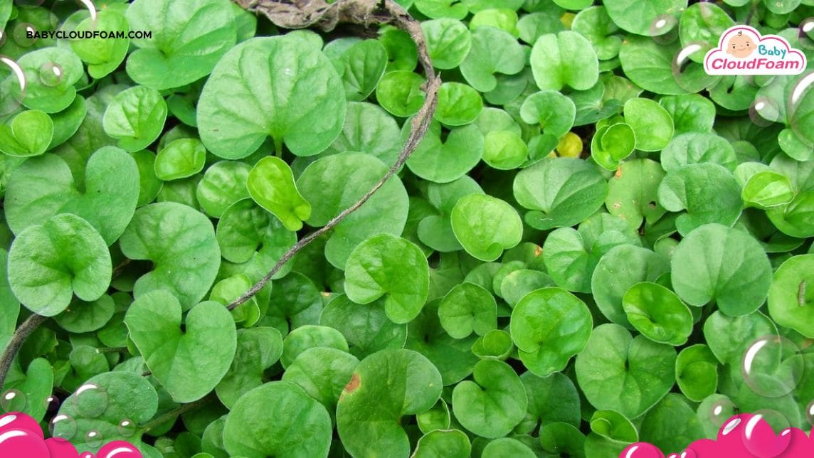 manfaat daun pegagan untuk otak anak